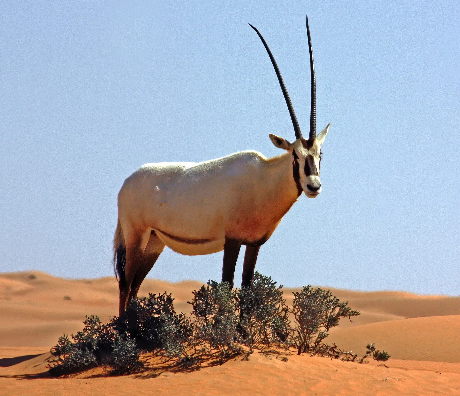 An Arabian oryx standing in the desert near Dubai, United Arab Emirates