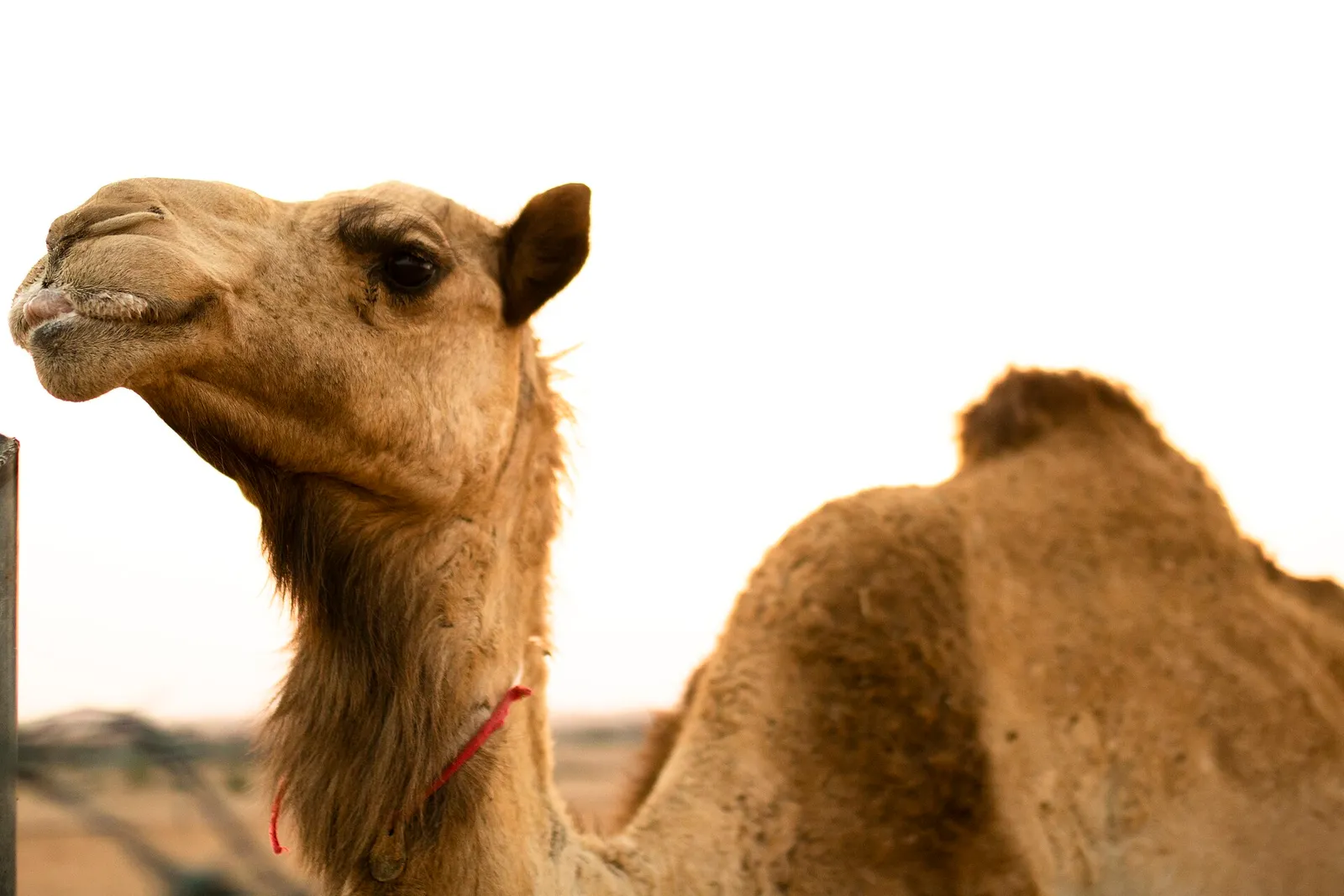 A camel standing in the desert near Dubai, United Arab Emirates