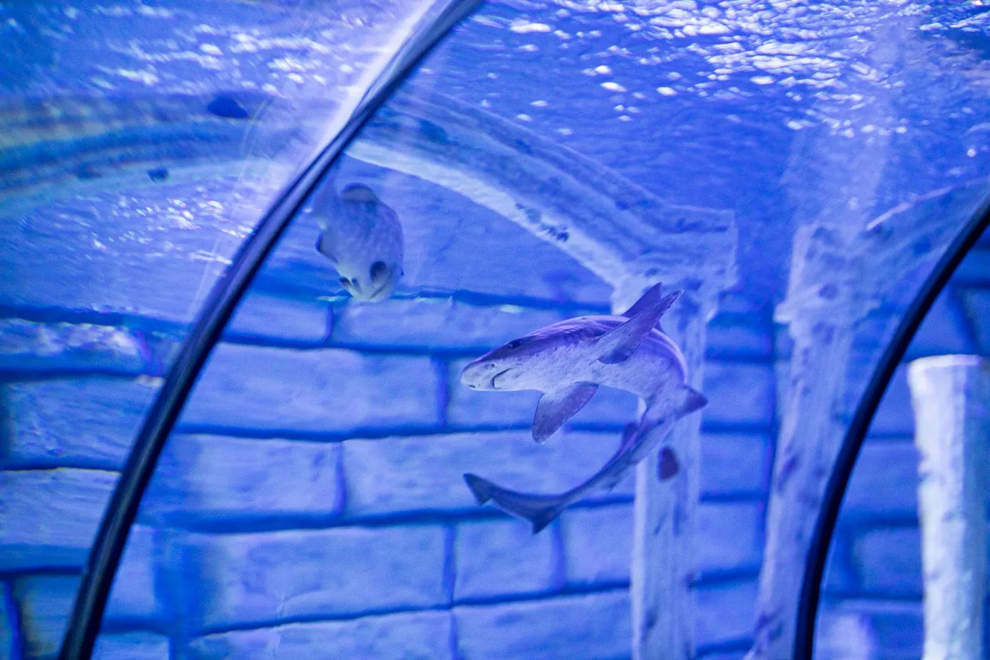The large acrylic viewing panel of Dubai Aquarium seen from the Dubai Mall walkway