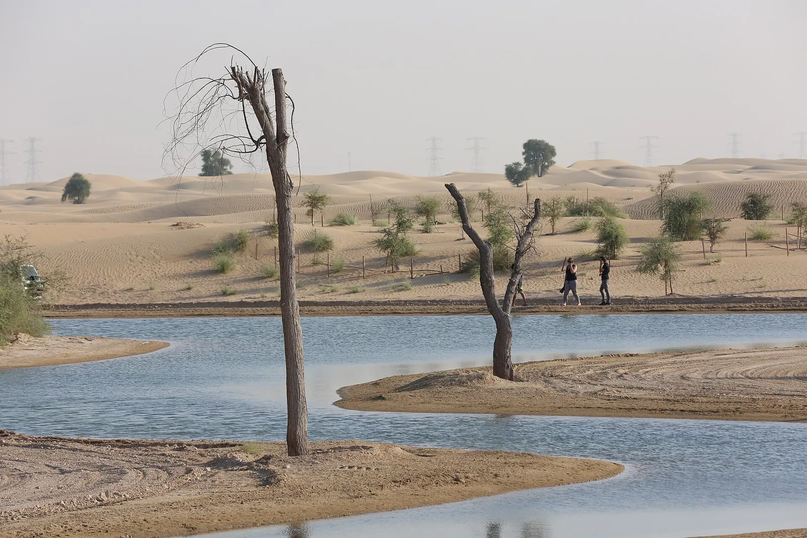 A desert lake with bare trees and sand at Al Qudra near Dubai, United Arab Emirates