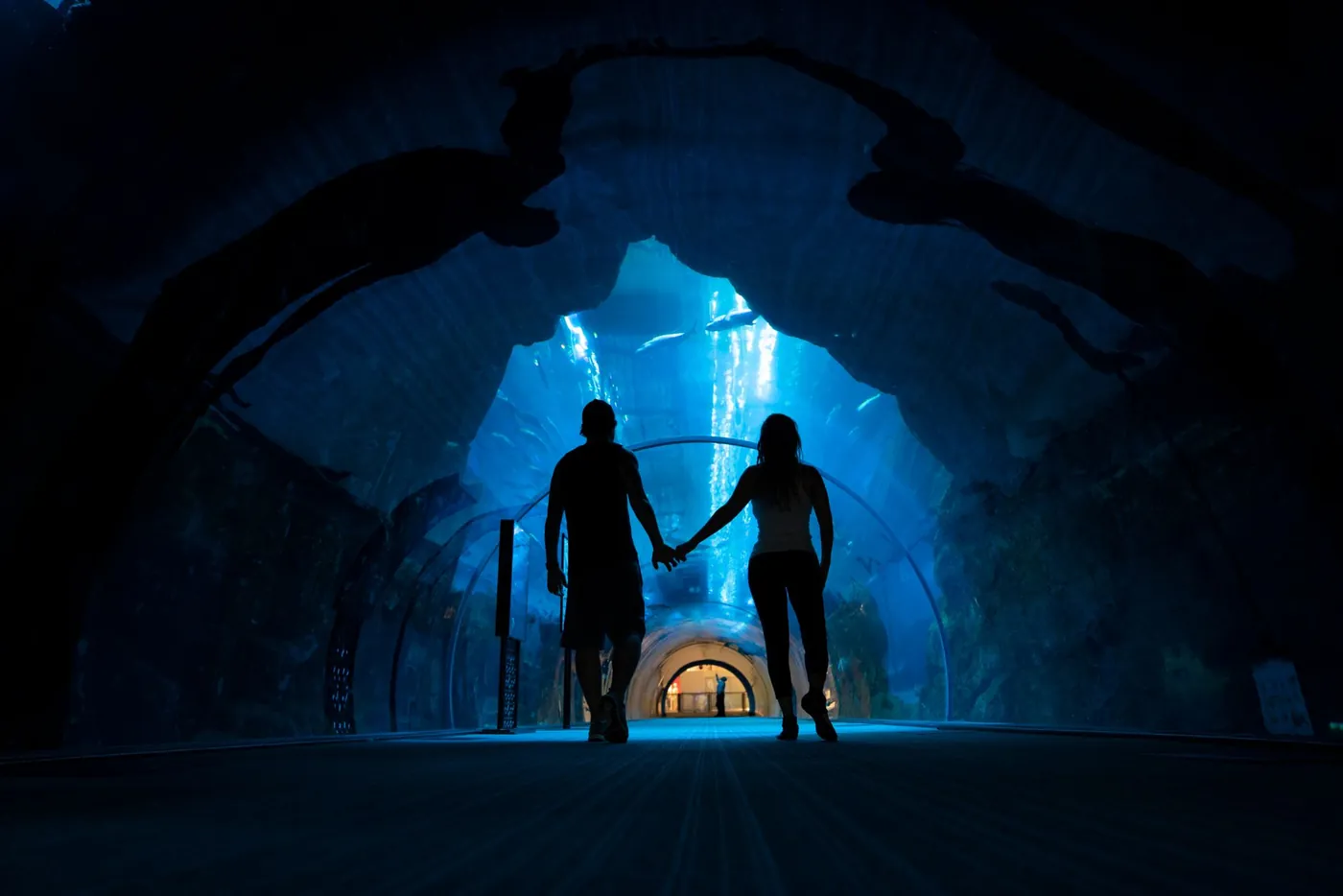 The underwater glass tunnel at Dubai Aquarium inside Dubai Mall with fish swimming overhead
