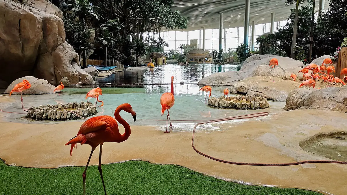 A pink flamingo standing on grass beside a shallow pool, with more of the flock behind
