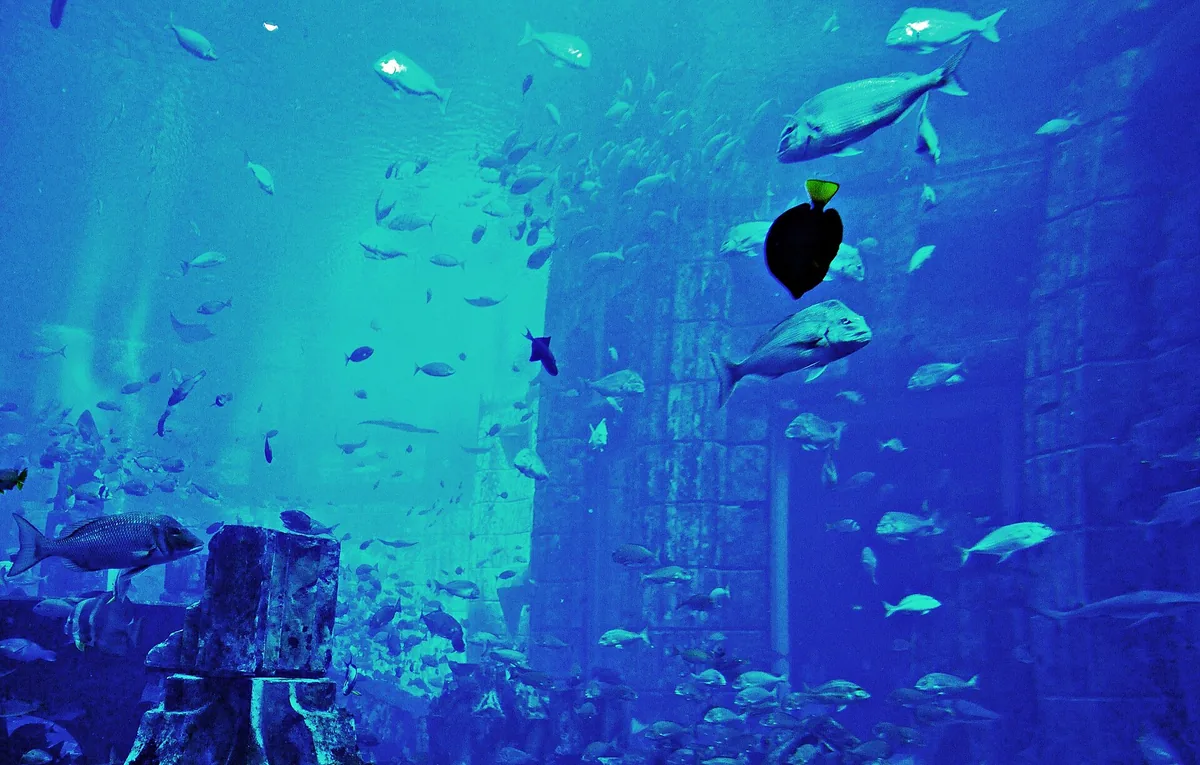 A large aquarium wall with shoals of fish