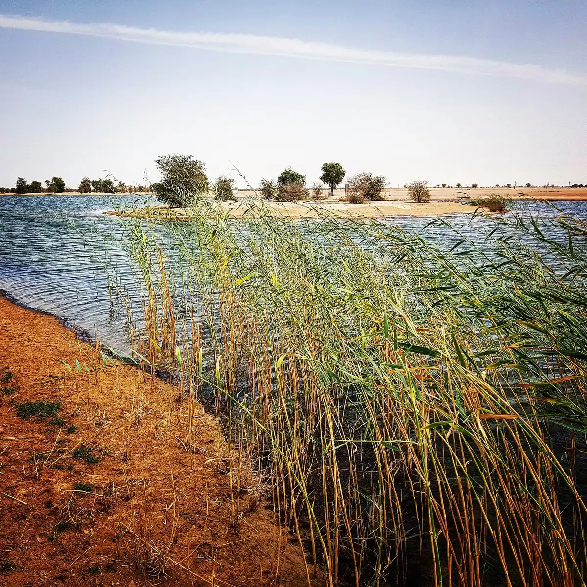 A blue lake between red desert sand and green reeds on the bank