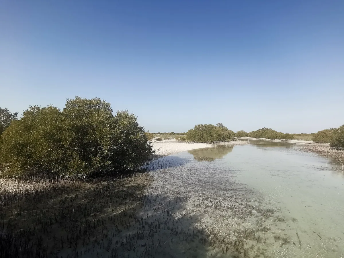 A shallow, still water channel winding between green mangrove thickets, with a pale sandbank in the background