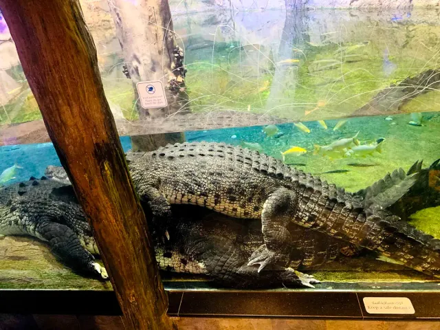 Large crocodiles resting on a rock behind the display glass