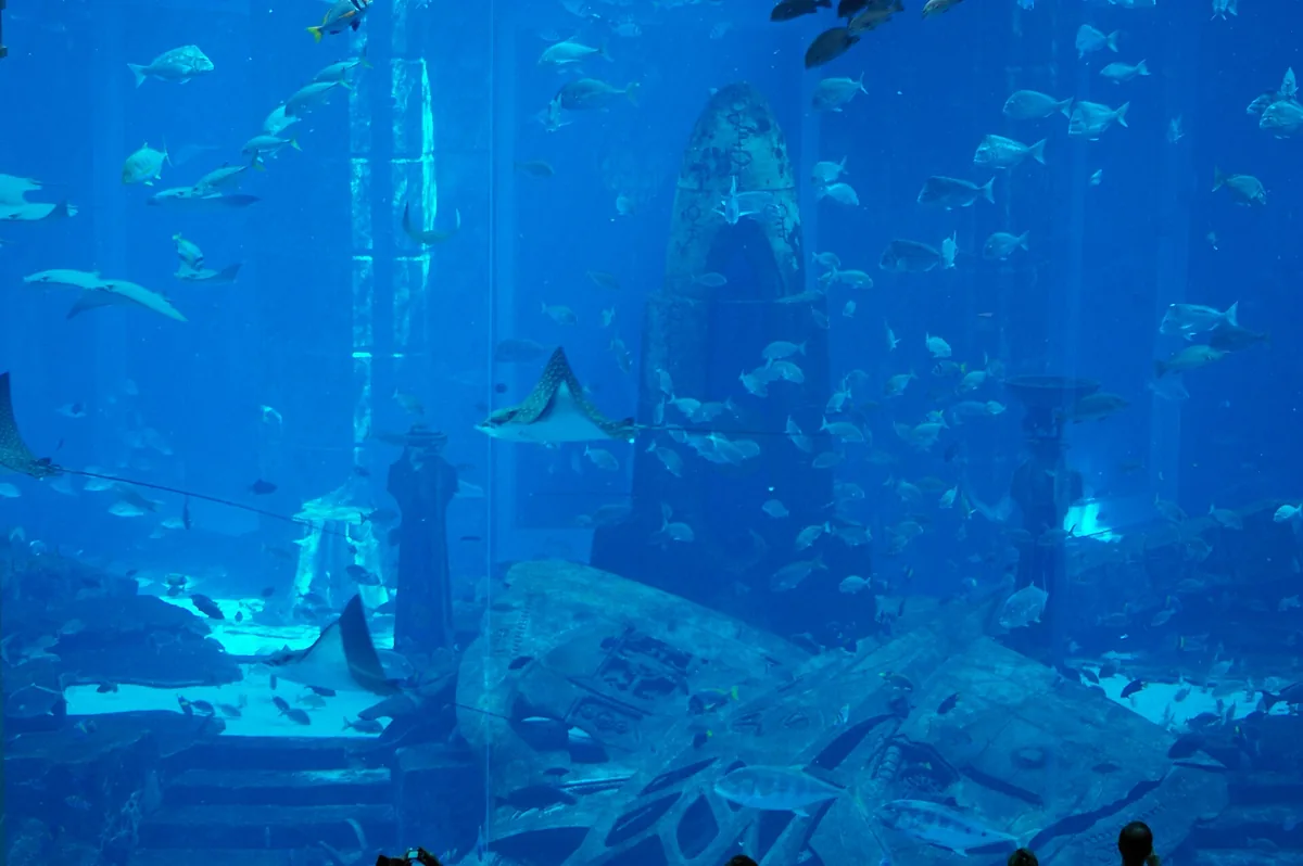A vast deep blue aquarium wall with fish and rays among sunken ruins