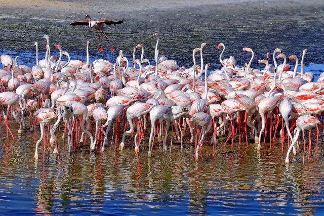 A dense flock of pink flamingos standing in shallow water