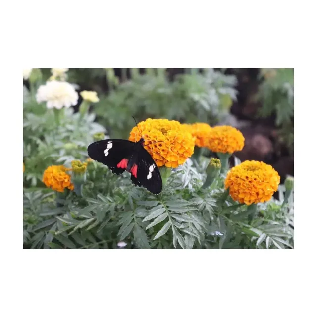 A black and red butterfly feeding on orange marigold flowers